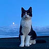 cat, black_and_white_cat, animal, pet, outdoor, rooftop, twilight, moon, sky, clouds, feline, sitting, fur, whiskers, ears, alert, nature, evening, quiet, serene