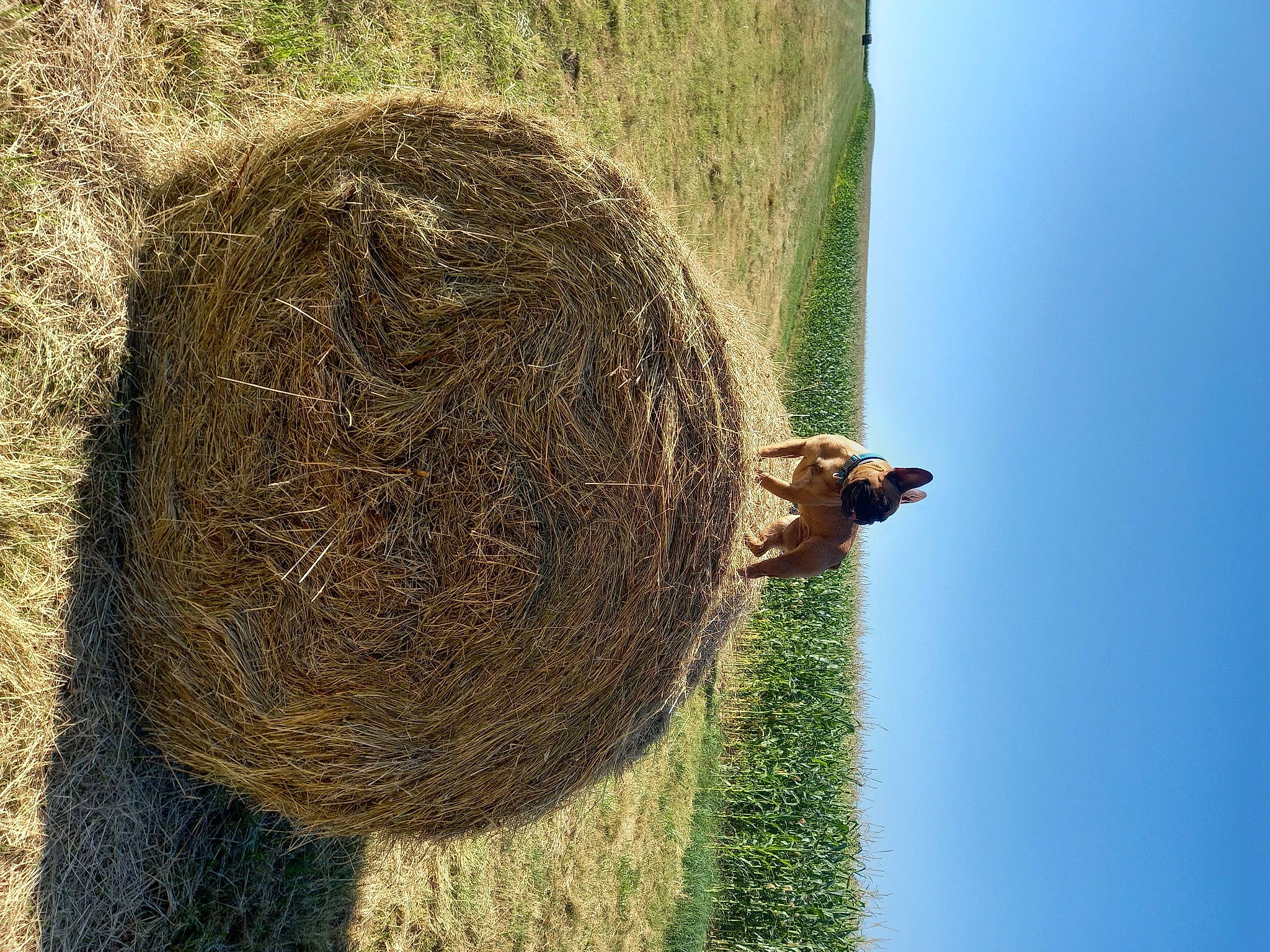 Rubie participe au concours pour gagner de l'argent avec cette photo : agriculture, circle, environmental_art, field, grass, grass_family, hay, landscape, natural_material, people_in_nature, plant, rock, sky, soil, tree, trunk, wood