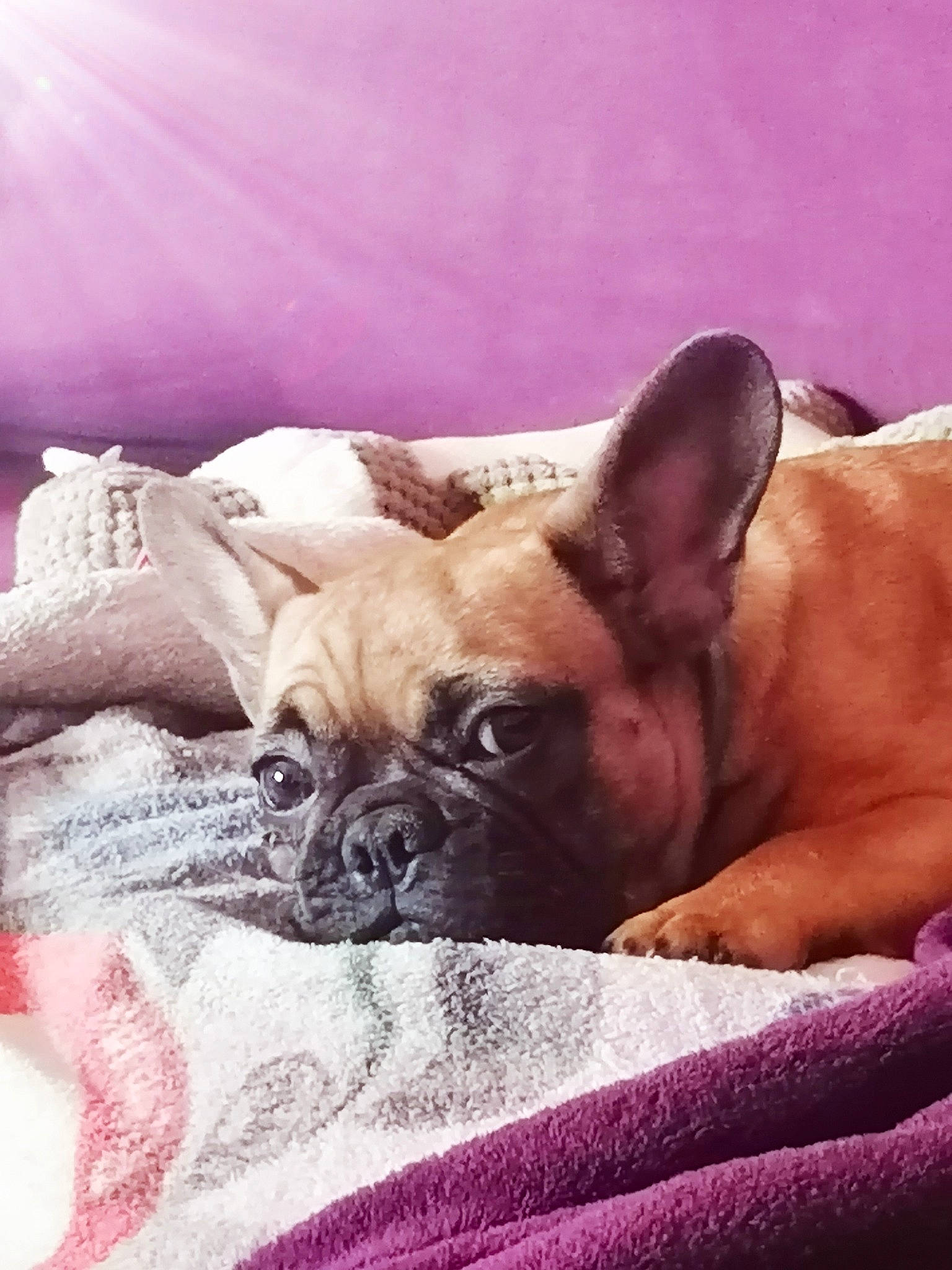 Rubie a rejoint le concours — aidez-le/la à gagner de superbes lots ! bored, bulldog, canidae, carnivore, close_up, comfort, companion_dog, dog, dog_breed, fawn, fur, linens, nap, snout, sporting_group, terrestrial_animal, toy_dog, whiskers, working_animal, wrinkle