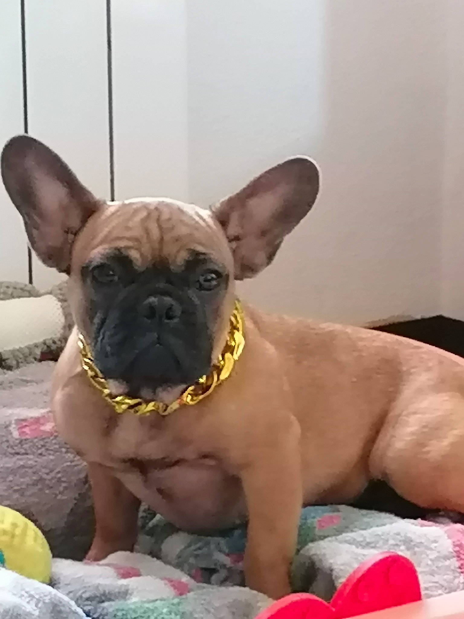 Rubie participe au concours pour gagner de l'argent avec cette photo : bulldog, canidae, carnivore, comfort, companion_dog, dog, dog_breed, ear, fawn, grass, non_sporting_group, pug, snout, sporting_group, terrestrial_animal, toy_dog, whiskers, working_animal, wrinkle