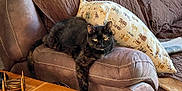 Marbles joined the competition — help win amazing prizes! cat, tortoiseshell_cat, couch, leather, pillow, cartoon_cats, living_room, furniture, relaxing, pet, animal, indoor, cozy, armrest, wood_table, newspaper, casual, resting, domestic, home