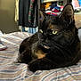Marbles is registered to the contest to win money with this photo: cat, tortoiseshell, bed, striped_bedspread, indoor, feline, resting, fur, whiskers, ears, eyes, clothing, shelf, room, cozy, relaxed, pet, domestic_animal, closeup, portrait