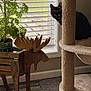 Marbles joined the competition — help win amazing prizes! cat, tortoiseshell_cat, cat_tree, wooden_moose, plant, pot, window, blinds, indoor, floor, rug, wood_floor, furniture, houseplant, pet, curious, peeking, cozy, natural_light, home
