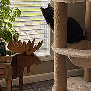 Marbles is registered to the contest to win money with this photo: cat, cat_tree, wooden_moose, plant, window, blinds, indoor, curious, pet, furniture, floor, rug, greenery, home_decor, natural_light, animal, cozy, peeking, black_cat, scratching_post