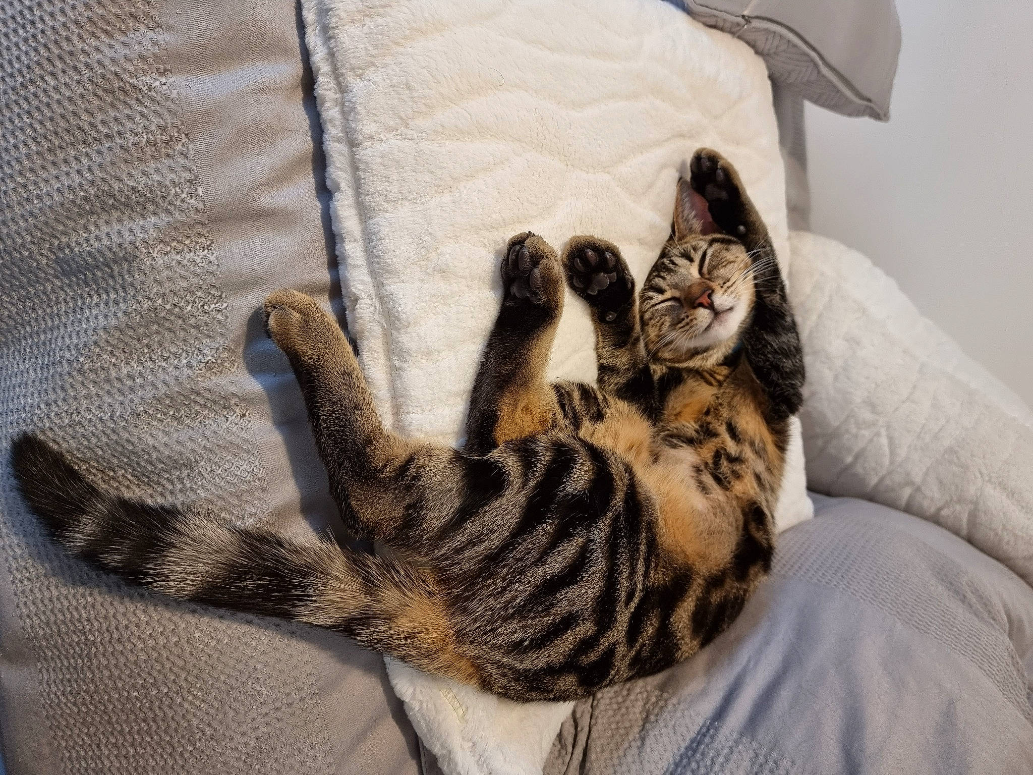 Toulouse joined the competition — help win amazing prizes! bed, carnivore, cat, claw, comfort, domestic_short_haired_cat, felidae, fur, grey, linens, nap, pattern, paw, room, small_to_medium_sized_cats, tail, textile, whiskers