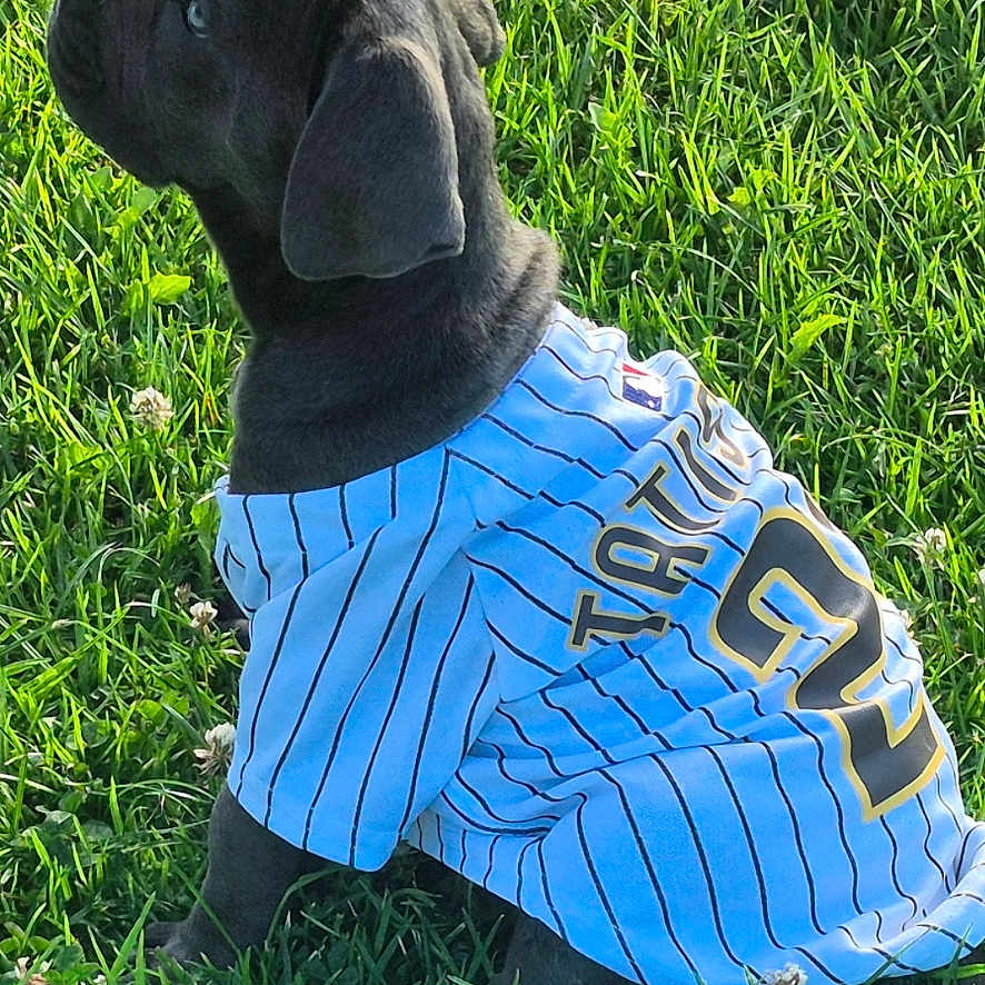 Athena joined the competition — help win amazing prizes! adorable, animal, black_fur, clothing, cute, daylight, dog, grass, greenery, jersey, looking_up, nature, outdoor, pet, playful, puppy, sitting, summer, sunlight, young