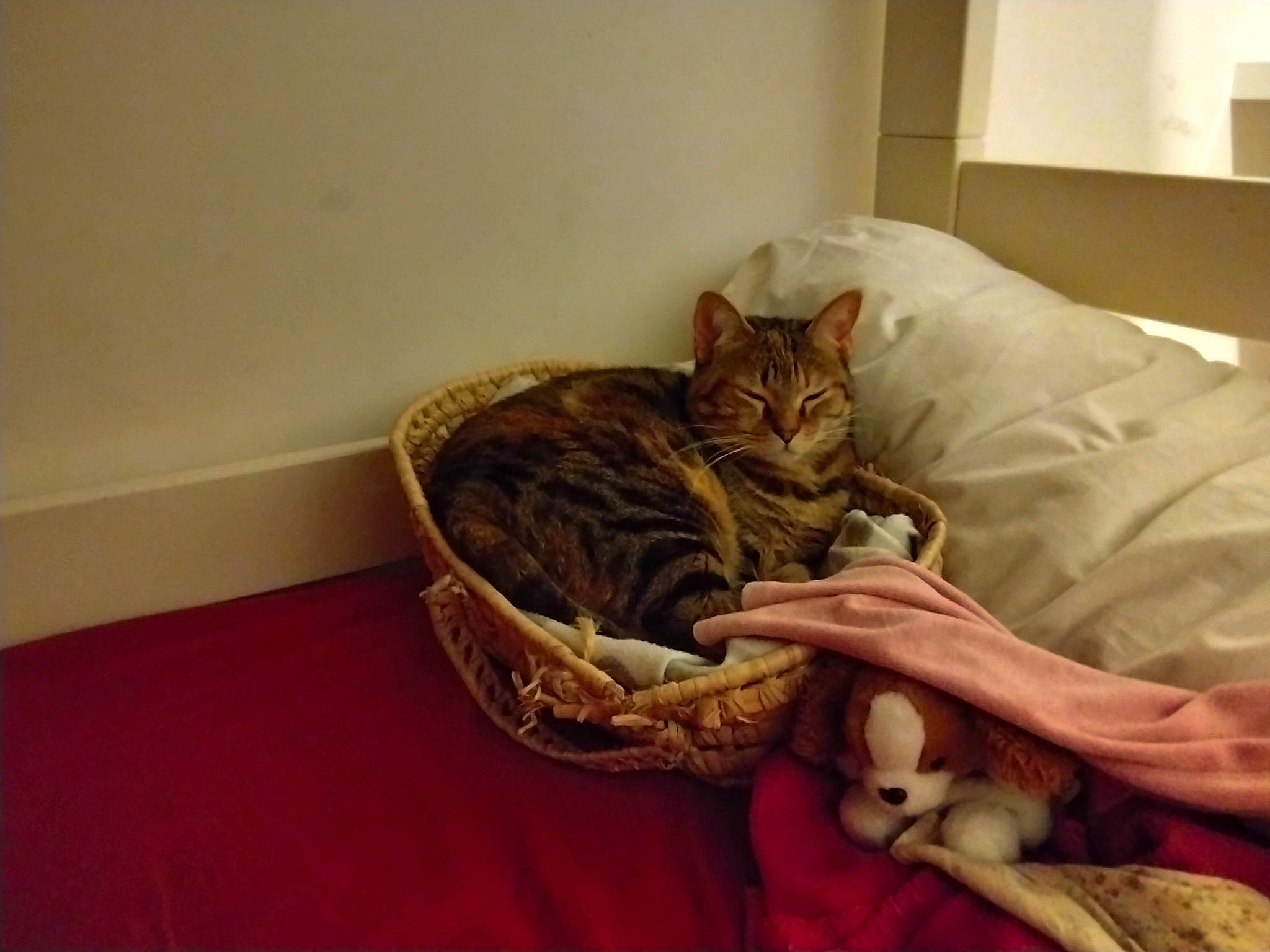 Charlotte a rejoint le concours — aidez-le/la à gagner de superbes lots ! bed, bedding, carnivore, cat, cat_bed, cat_supply, comfort, domestic_short_haired_cat, fawn, felidae, flooring, fur, hardwood, linens, nap, room, small_to_medium_sized_cats, tail, whiskers, wood