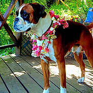 Raytheon a rejoint le concours — aidez-le/la à gagner de superbes lots ! animal, boxer, brown_and_white, canine, collar, daylight, dog, fence, flower_lei, greenery, leaves, nature, outdoor, pet, plants, portrait, standing, sunlight, tropical, wooden_deck