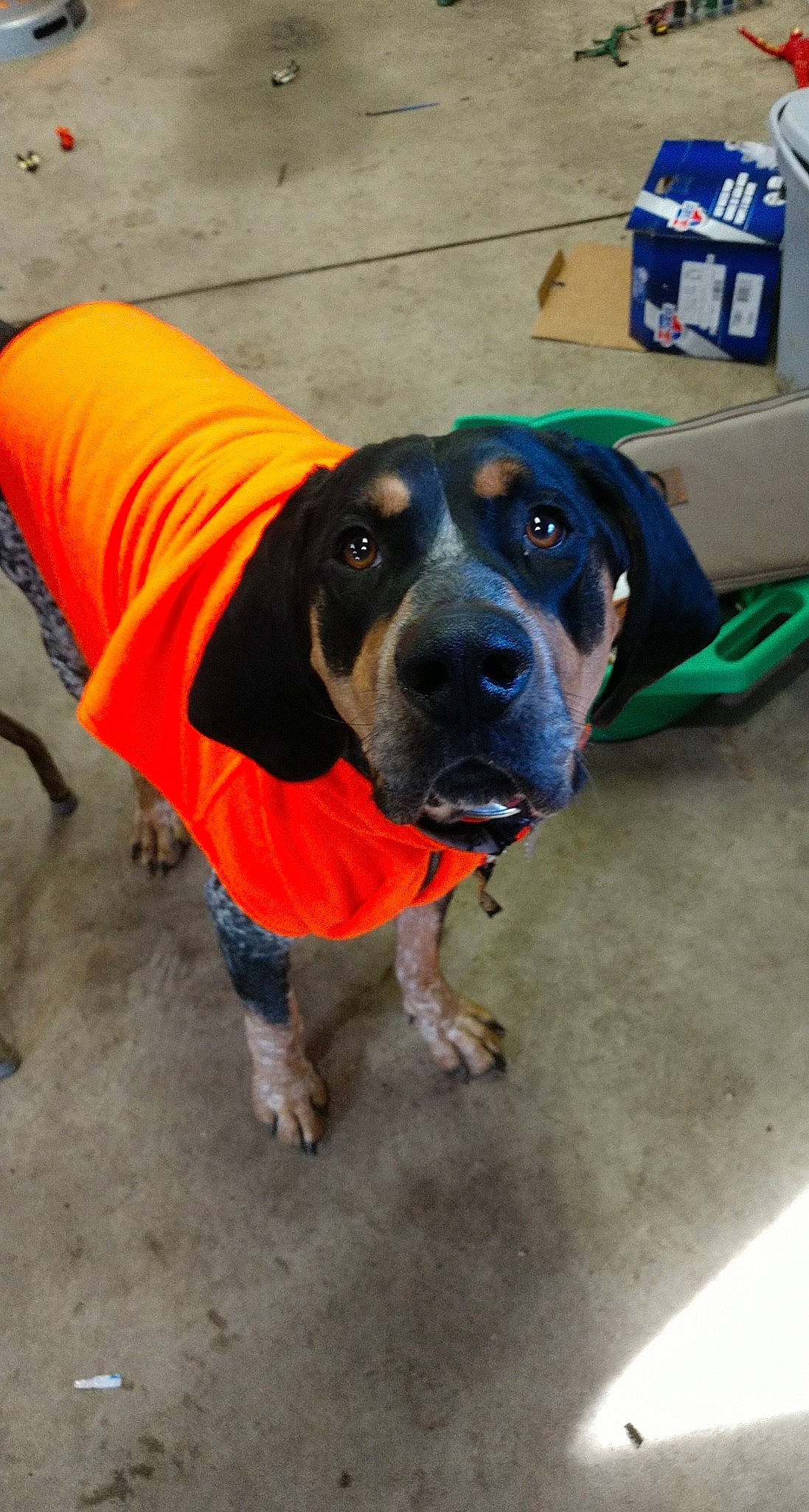 Willis joined the competition — help win amazing prizes! box, canidae, cardboard, carnivore, collar, companion_dog, dog, dog_breed, dog_clothes, dog_collar, dog_supply, guard_dog, mammal, packaging_and_labeling, pet_supply, shipping_box, snout, sporting_group, working_animal, working_dog