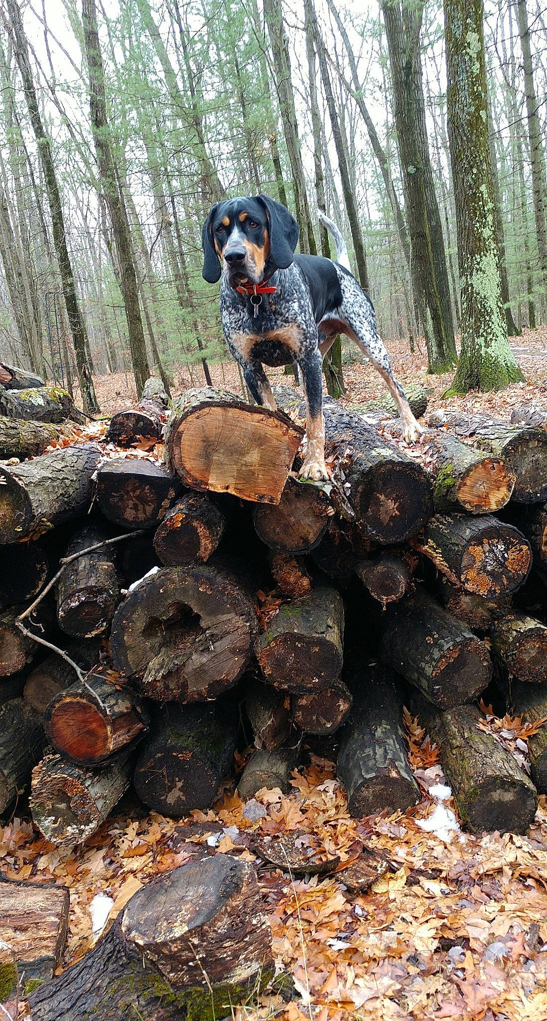 Willis is registered to the contest to win money with this photo: biome, canidae, carnivore, companion_dog, dog, dog_breed, forest, grove, hunting_dog, logging, natural_material, northern_hardwood_forest, old_growth_forest, scent_hound, sporting_group, terrestrial_plant, trunk, wood, woodland, woody_plant