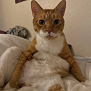 Boo joined the competition — help win amazing prizes! animal, bed, cat, cozy, curious, cute, domestic_animal, feline, fur, indoor, mammal, orange_cat, pet, portrait, relaxed, resting, sitting, whiskers, white_fur, wide_eyes