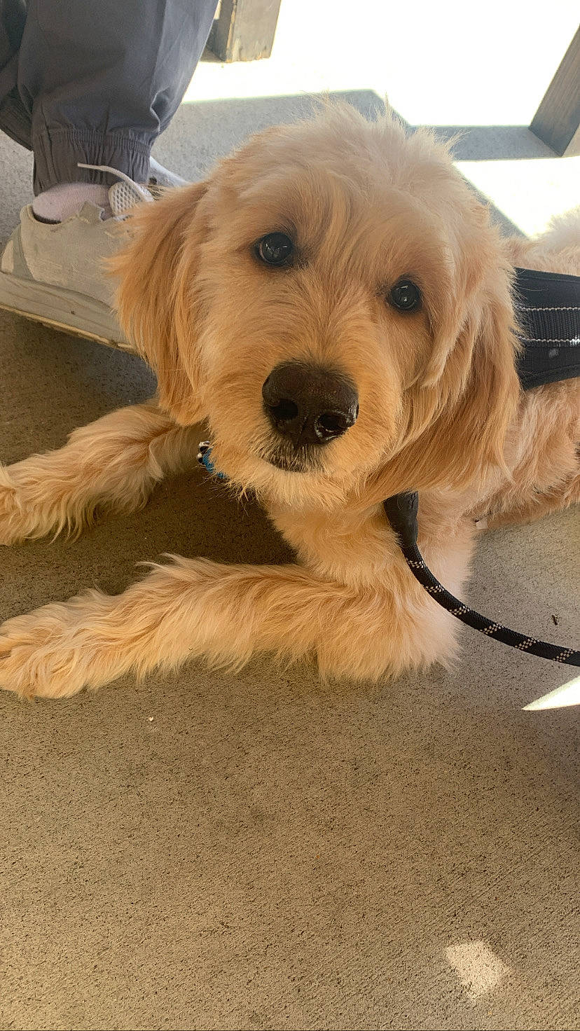 Dahlia is registered to the contest to win money with this photo: carnivore, collar, companion_dog, dog, dog_breed, dog_collar, dog_supply, flooring, fur, hardwood, paw, small_terrier, snout, sporting_group, terrier, toy_dog, wood, working_animal, yorkipoo