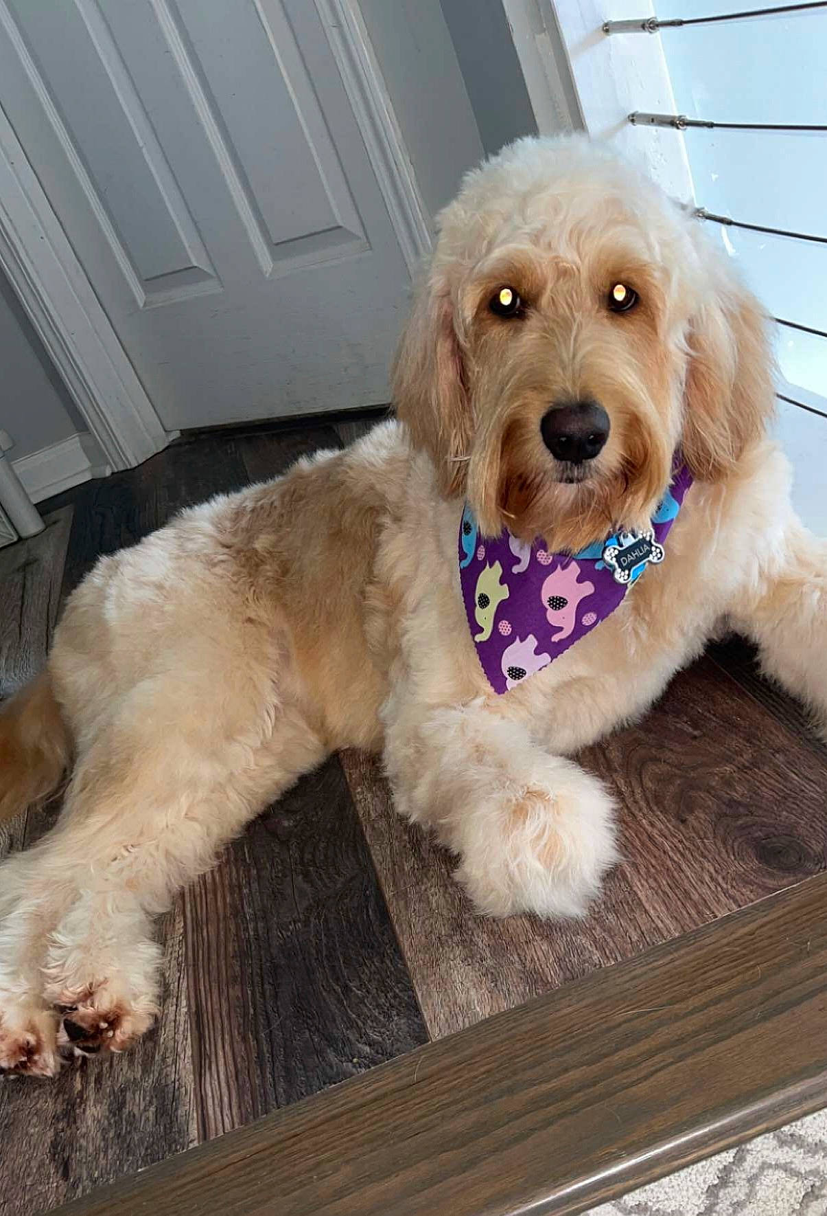 Dahlia is registered to the contest to win money with this photo: canidae, carnivore, collar, companion_dog, dog, dog_breed, dog_collar, dog_supply, door, fur, labradoodle, maltepoo, pet_supply, poodle, puppy_love, sporting_group, toy_dog, water_dog, wood, working_animal