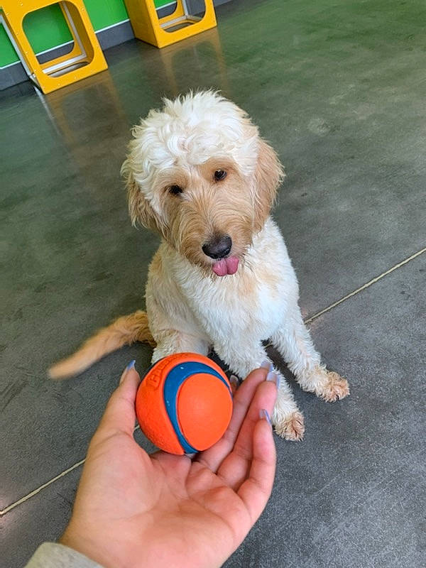 Dahlia is registered to the contest to win money with this photo: ball, carnivore, companion_dog, dog, dog_breed, dog_clothes, dog_collar, dog_supply, dog_toy, flooring, football, labradoodle, personal_protective_equipment, small_terrier, sporting_group, stuffed_toy, tennis_ball, terrier, toy, toy_dog