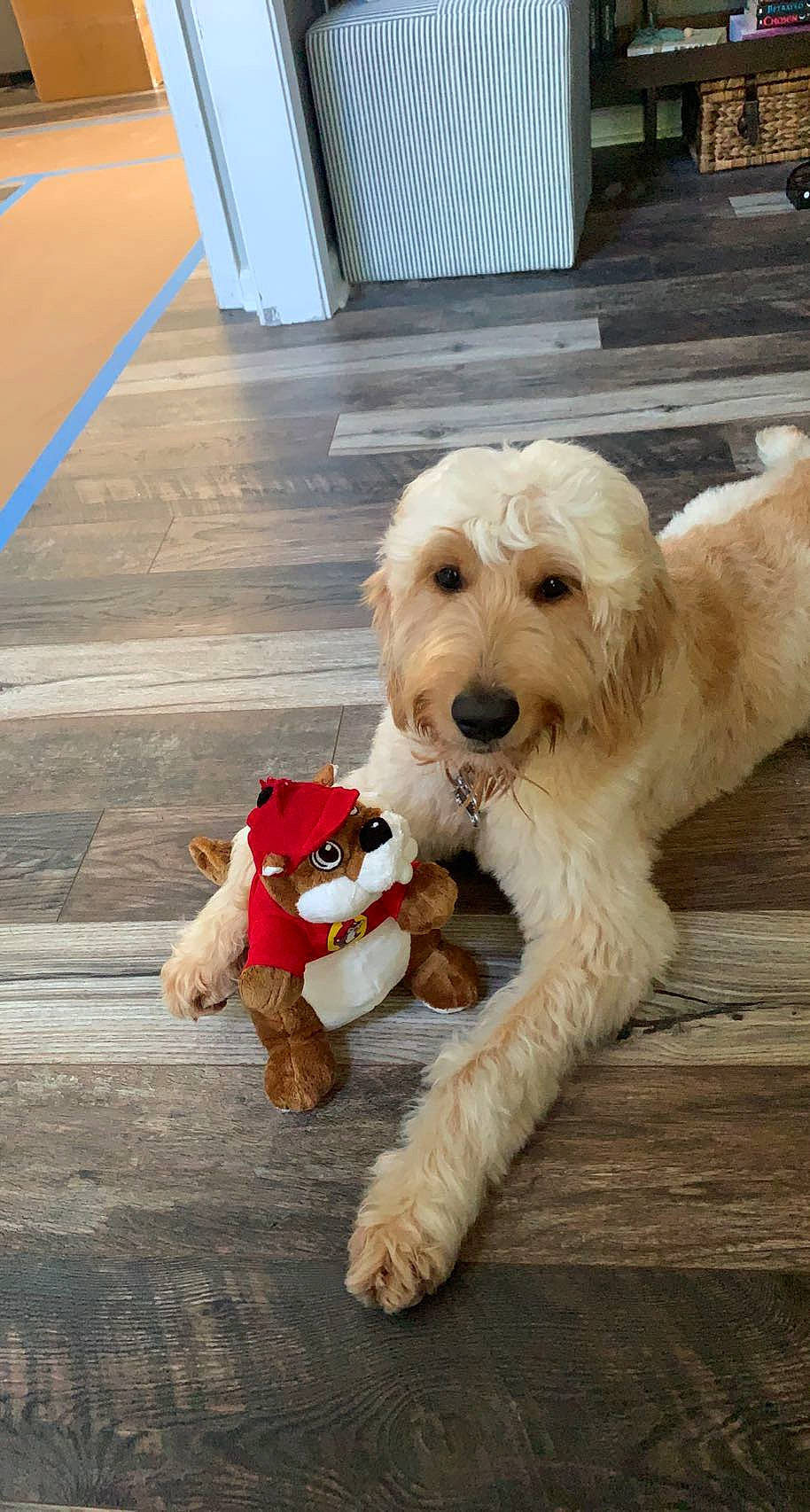 Dahlia is registered to the contest to win money with this photo: carnivore, collar, companion_dog, dog, dog_breed, dog_clothes, dog_collar, dog_supply, flooring, fur, mammal, small_terrier, snout, sporting_group, sunglasses, terrier, toy, toy_dog, wood, working_animal