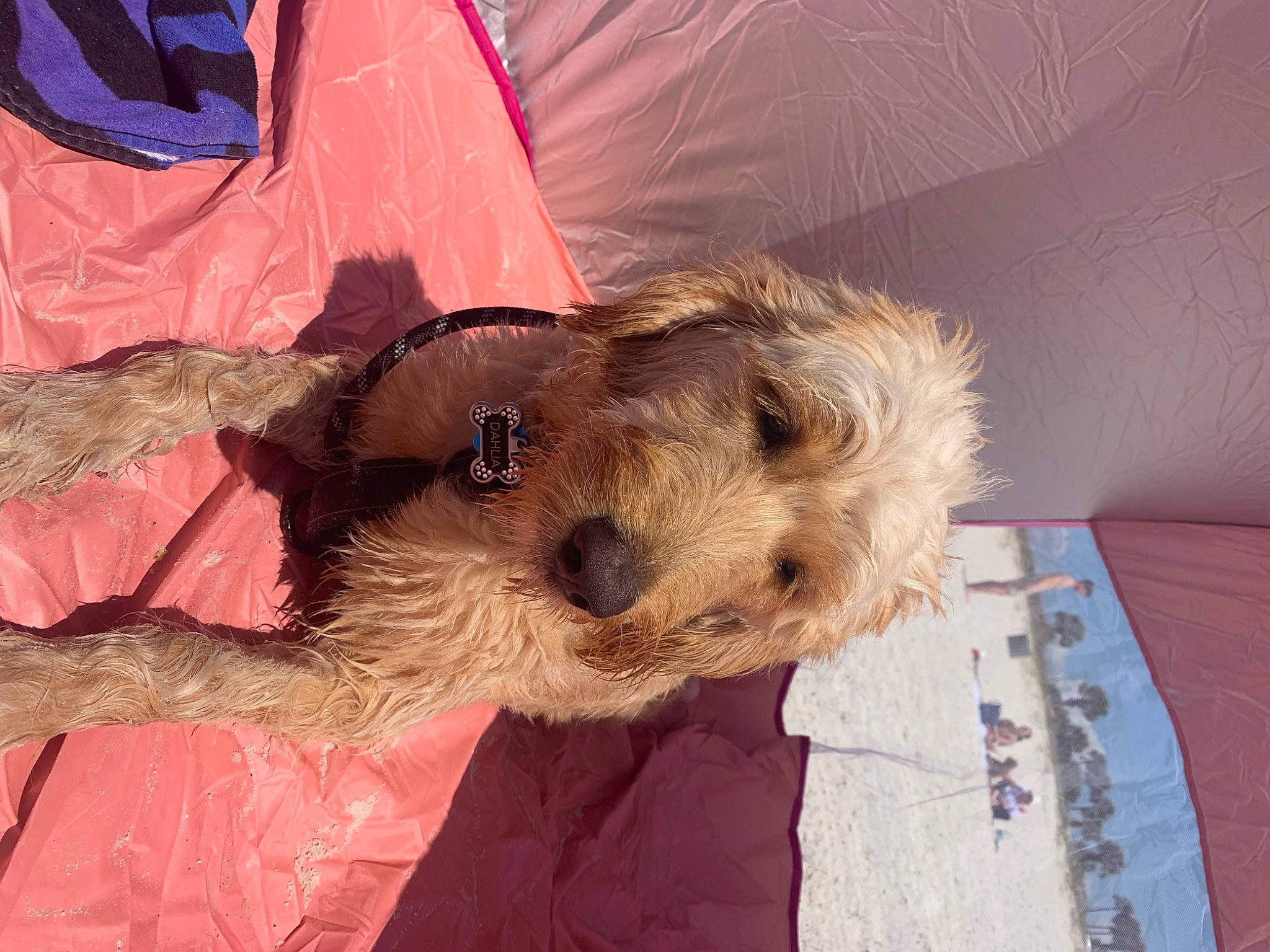 Dahlia is registered to the contest to win money with this photo: canidae, carnivore, companion_dog, dog, dog_breed, dog_supply, fawn, fur, hat, small_terrier, snout, sporting_group, tent, terrestrial_animal, terrier, toy_dog, working_animal