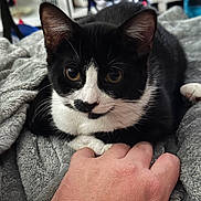 Moon is registered to the contest to win money with this photo: cat, tuxedo_cat, black_and_white, pet, animal, feline, close_up, portrait, yellow_eyes, whiskers, ears, fur, blanket, gray_blanket, indoor, cozy, human_hand, petting, relaxed, photography