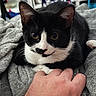 cat, tuxedo_cat, black_and_white, pet, animal, feline, close_up, portrait, yellow_eyes, whiskers, ears, fur, blanket, gray_blanket, indoor, cozy, human_hand, petting, relaxed, photography