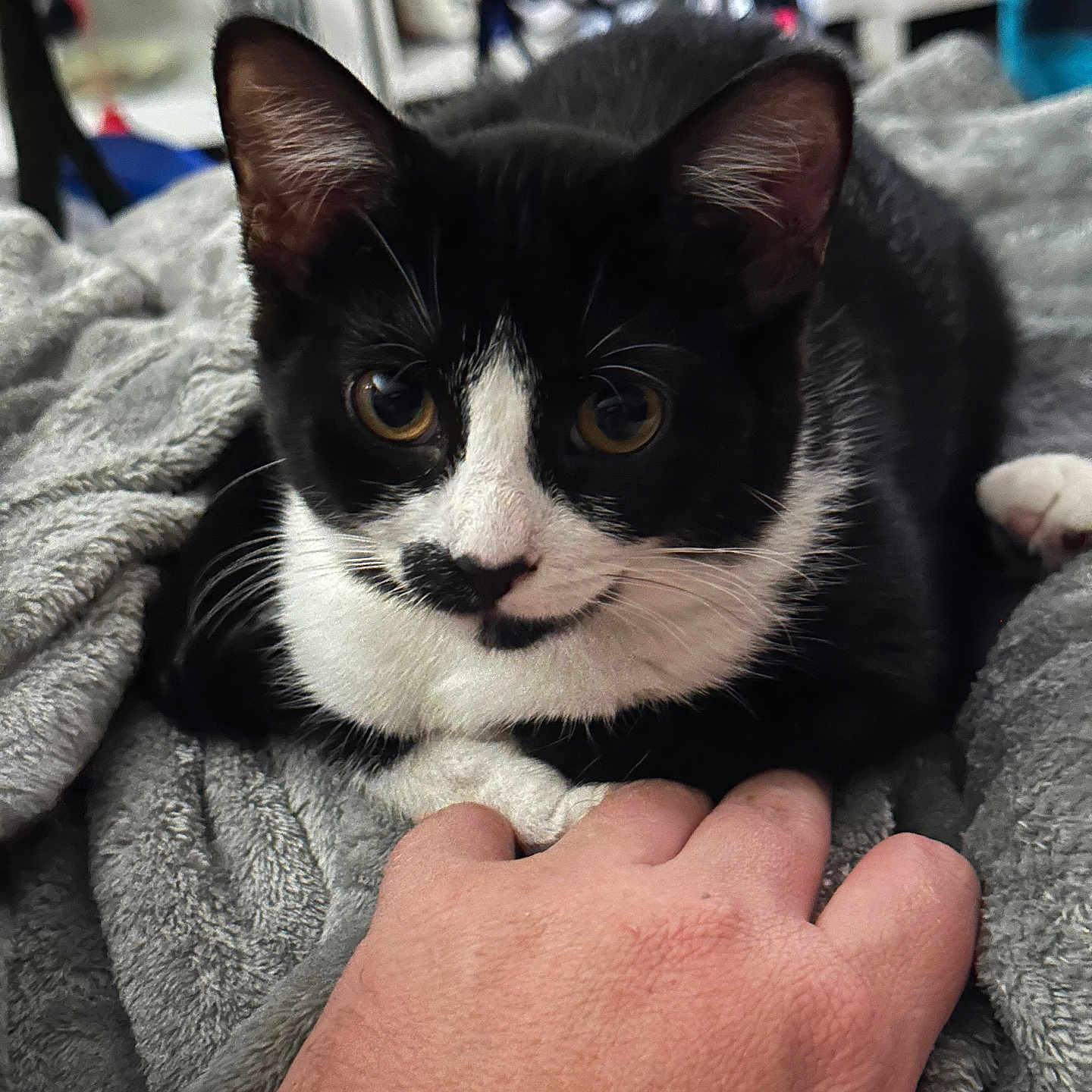 Moon is registered to the contest to win money with this photo: cat, tuxedo_cat, black_and_white, pet, animal, feline, close_up, portrait, yellow_eyes, whiskers, ears, fur, blanket, gray_blanket, indoor, cozy, human_hand, petting, relaxed, photography