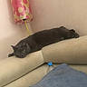 cat, feline, gray_cat, sleepy, lying_down, couch, sofa, living_room, indoor, pet, animal, whiskers, ears, eyes, relaxed, cozy, lamp, floral_pattern, blanket, remote_control