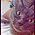 Alvin