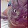 Alvin
