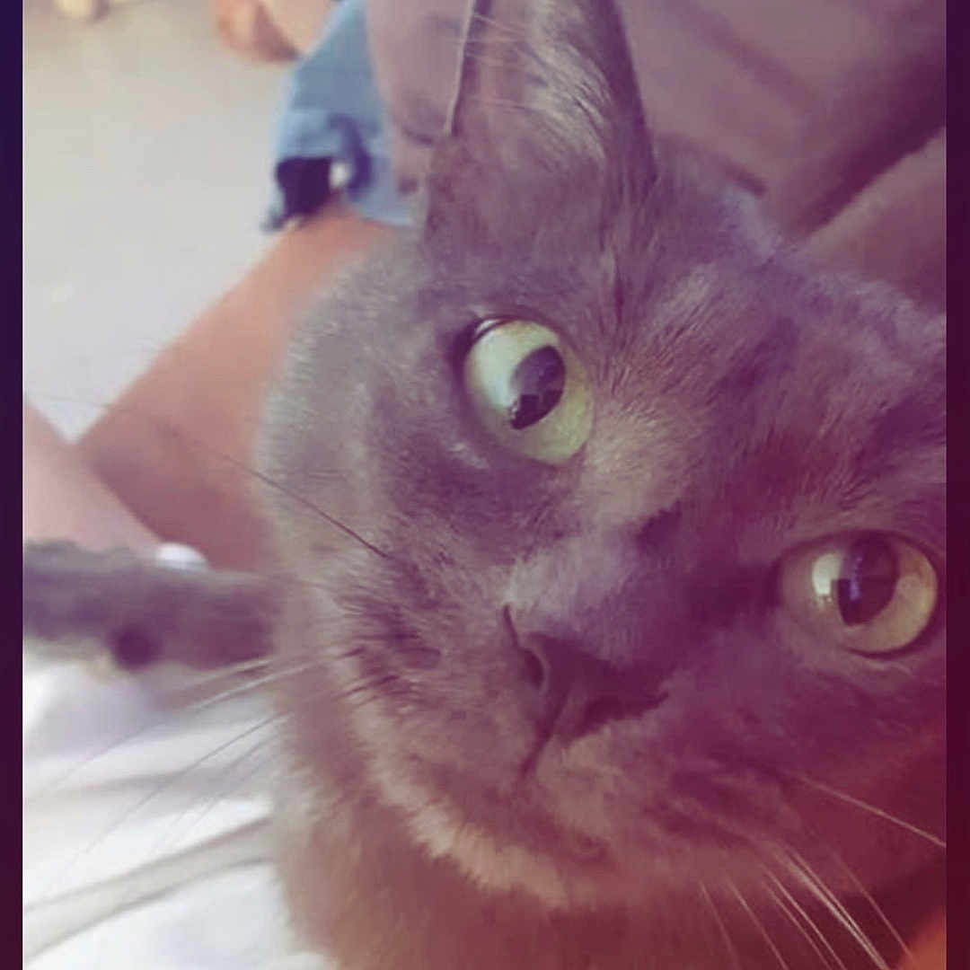 Alvin