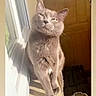 cat, gray_cat, feline, sitting, indoors, doorway, sunlight, portrait, animal, pet, whiskers, ears, eyes, fur, wooden_door, window, shadows, bowl, home, funny_expression