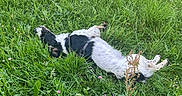 Simba participe au concours pour gagner de l'argent avec cette photo : dog, black_and_white_dog, grass, meadow, wildflowers, clover, outdoors, nature, lying_down, relaxed, playful, harness, pet, animal, greenery, field, daisies, summer, floppy_dog, dog_walking