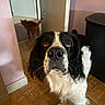 Simba participe au concours pour gagner de l'argent avec cette photo : dog, cat, spaniel, orange_cat, black_and_white, pet, animal, portrait, sitting, indoors, home, hallway, wooden_floor, doorway, furniture, serious_expression, long_ears, fluffy_fur, curious, photography