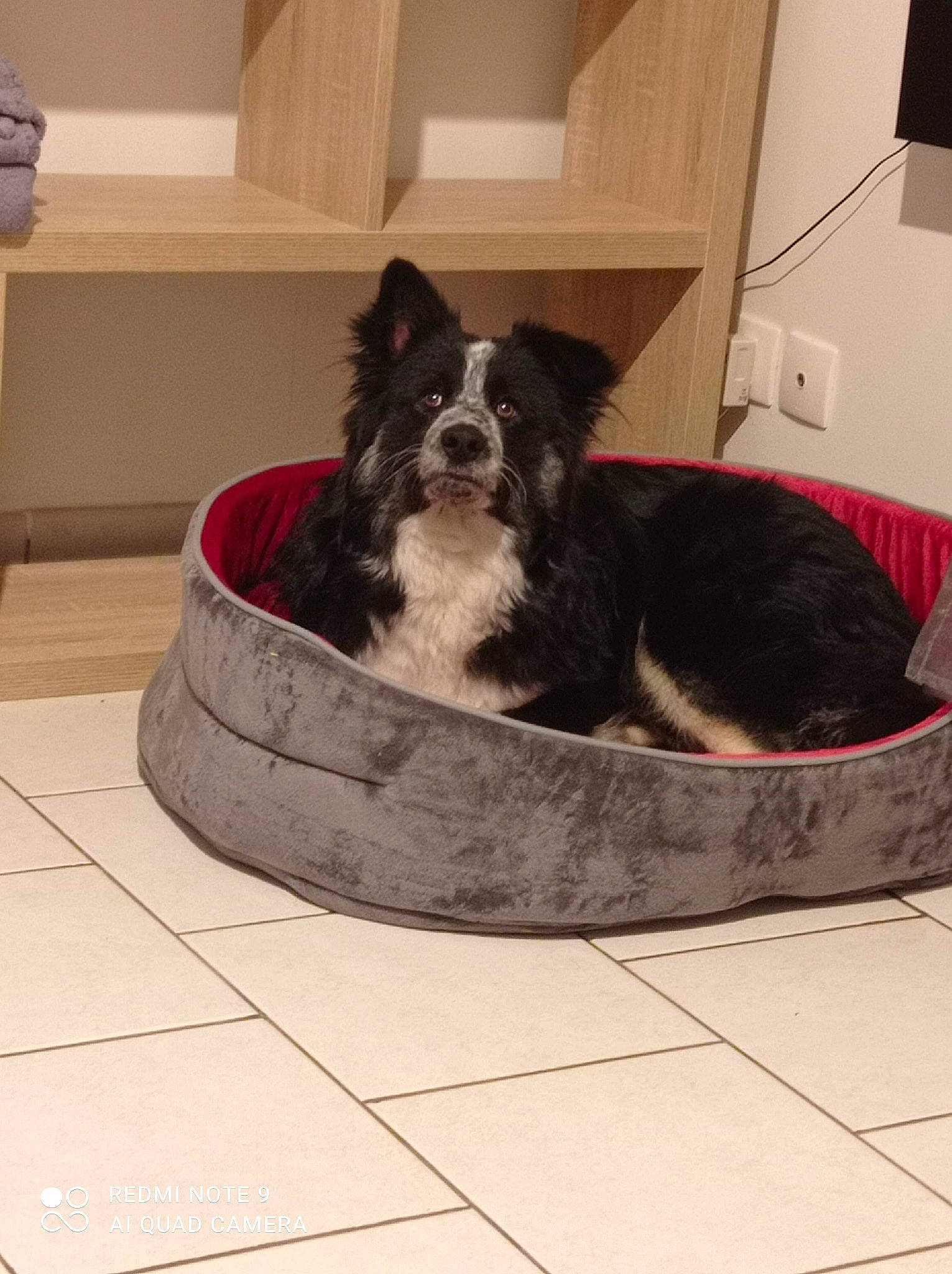 Spider a rejoint le concours — aidez-le/la à gagner de superbes lots ! box, canidae, carnivore, comfort, companion_dog, dog, dog_bed, dog_breed, dog_supply, flooring, fur, herding_dog, non_sporting_group, pet_supply, room, snout, sporting_group, terrestrial_animal, working_animal, working_dog