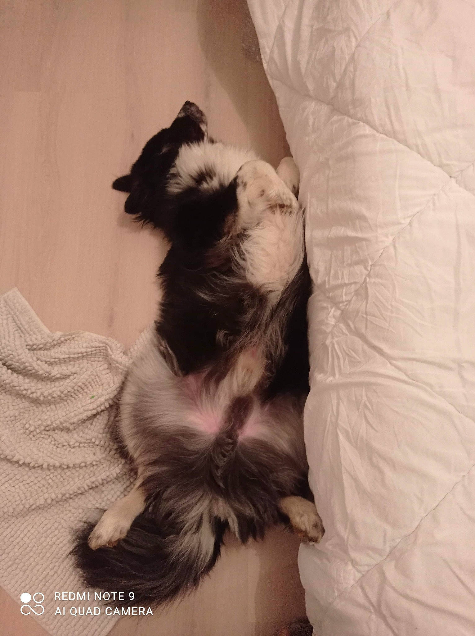 Spider participe au concours pour gagner de l'argent avec cette photo : carnivore, comfort, companion_dog, dog_breed, fawn, felidae, fur, grey, linens, monochrome, monochrome_photography, nap, paw, small_to_medium_sized_cats, sporting_group, tail, tints_and_shades, toy_dog, whiskers, working_animal