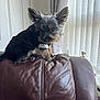 Blade joined the competition — help win amazing prizes! dog, small_dog, tuxedo, clothing, pet, leather_chair, indoor, curtains, window, furniture, brown, black_fur, ears, sitting, portrait, cute, animal, domestic_animal, house, natural_light
