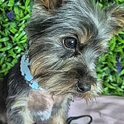 Blade joined the competition — help win amazing prizes! dog, small_dog, close_up, fur, collar, pet, cute, animal, canine, indoor, blanket, greenery, background, portrait, ears, whiskers, nose, eyes, sitting, furry