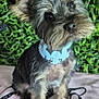 Blade joined the competition — help win amazing prizes! dog, small_dog, bandana, blue_bandana, sitting, cute, fluffy, pet, animal, green_background, leafy_background, purple_flowers, pink_cloth, black_script, portrait, close_up, fur, ears, eyes, nose