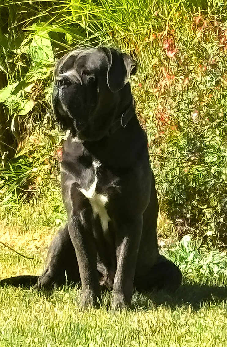 Titan a rejoint le concours — aidez-le/la à gagner de superbes lots ! dog, black_dog, grass, outdoor, sunlight, plants, greenery, nature, animal, pet, sitting, white_patch, fur, daylight, garden, canine, mammal, leaf, bush, collar
