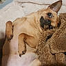 Mimi is registered to the contest to win money with this photo: animal, bed, blanket, brown_fur, canine, companion, cozy, cute, cute_pet, dog, ears, fur, home, indoor, lying_down, paw, pet, relaxed, resting, snout