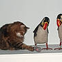 animal, bird_figurines, brown_cat, cat, closeup, curious, decorative, domestic_cat, feline, fluffy_fur, indoor, paws, pet, playful, small_toy, statues, striped_cat, table, toy_mouse, white_background