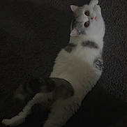 Queen joined the competition — help win amazing prizes! cat, animal, pet, feline, white, gray, fluffy, carpet, indoor, looking_up, curious, lying_down, stretching, cozy, dim_light, soft_fur, mammal, whiskers, ears, tail