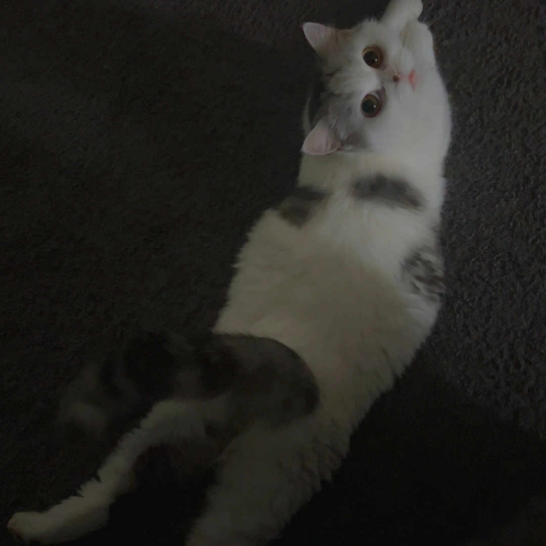 Queen joined the competition — help win amazing prizes! cat, animal, pet, feline, white, gray, fluffy, carpet, indoor, looking_up, curious, lying_down, stretching, cozy, dim_light, soft_fur, mammal, whiskers, ears, tail