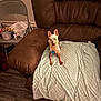 Babe is registered to the contest to win money with this photo: dog, small_dog, brown_leather_chair, blanket, folding_chair, snacks, soda_can, papers, floor, wood_floor, indoor, pet, ears, blue_tag, cozy, relaxed, canine, chair_armrest, texture, casual