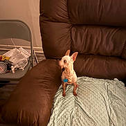 Babe joined the competition — help win amazing prizes! dog, small_dog, leather_couch, brown_couch, blanket, blue_blanket, folding_chair, papers, indoor, flooring, pet_tag, blurred_head, cozy, living_room, furniture, wall, seat, collar, domestic_animal, home