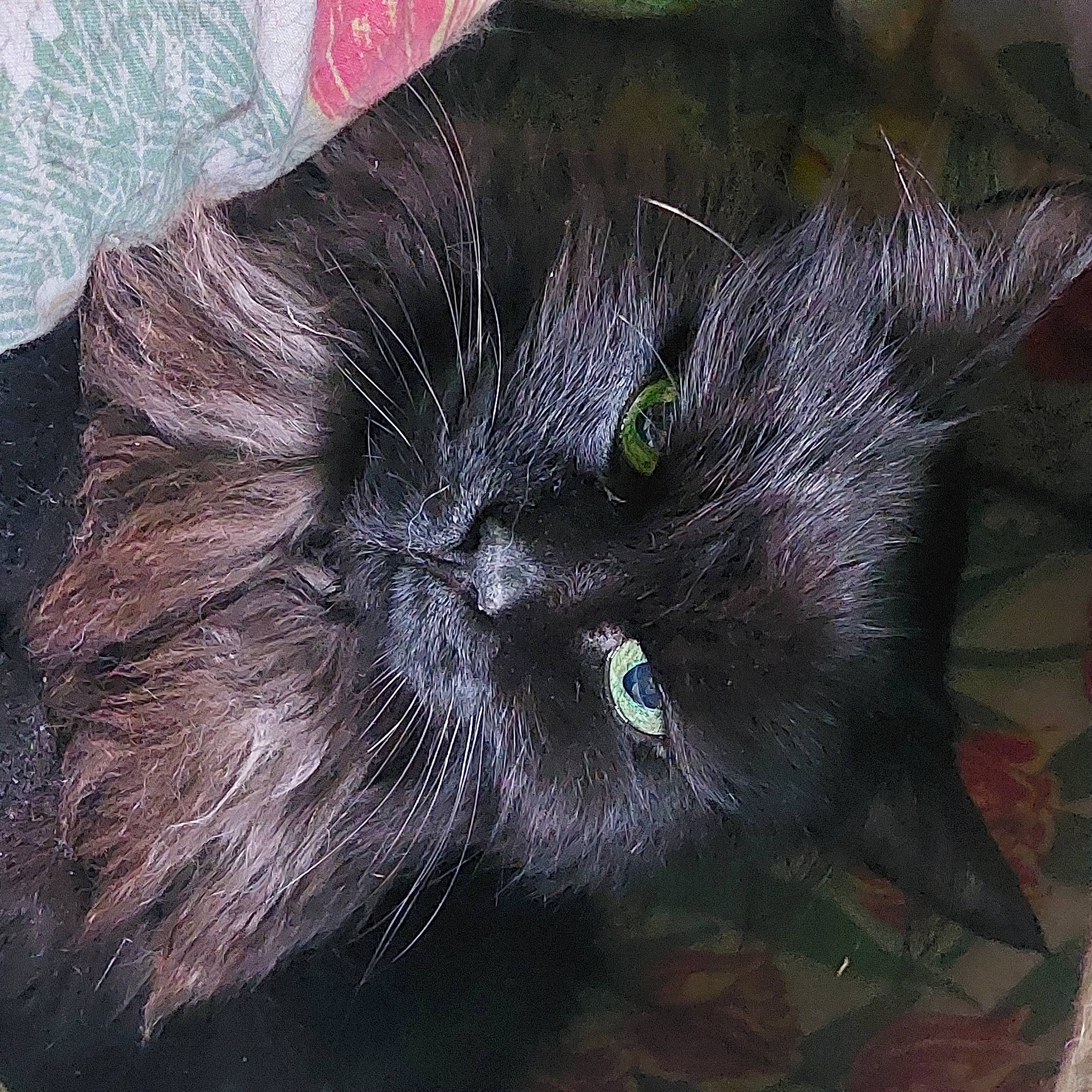 Felice a rejoint le concours — aidez-le/la à gagner de superbes lots ! art, black_cat, bombay, carnivore, cat, claw, domestic_short_haired_cat, electric_blue, felidae, fur, small_to_medium_sized_cats, snout, tail, terrestrial_animal, whiskers