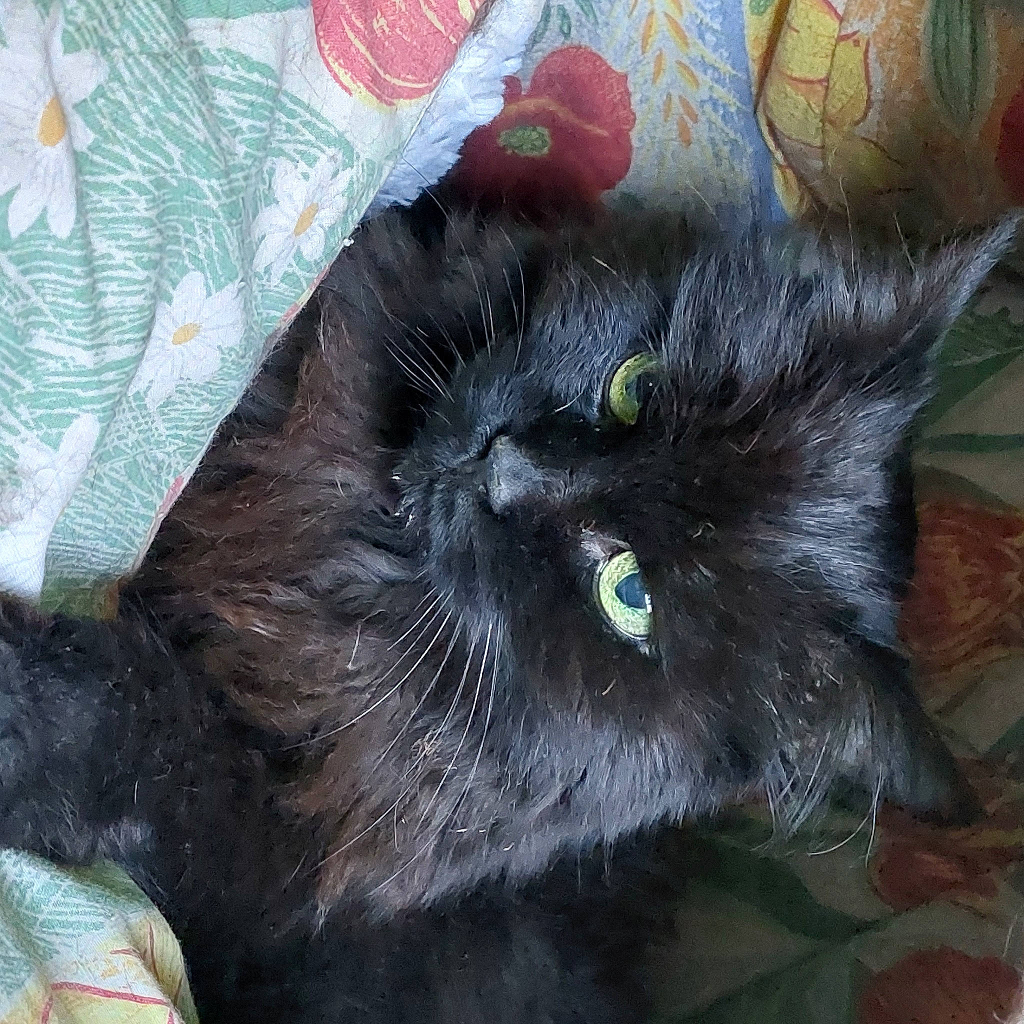 Felice a rejoint le concours — aidez-le/la à gagner de superbes lots ! black_cat, bombay, carnivore, cat, claw, comfort, dog_breed, domestic_short_haired_cat, felidae, fur, grey, paw, small_to_medium_sized_cats, snout, tail, terrestrial_animal, whiskers