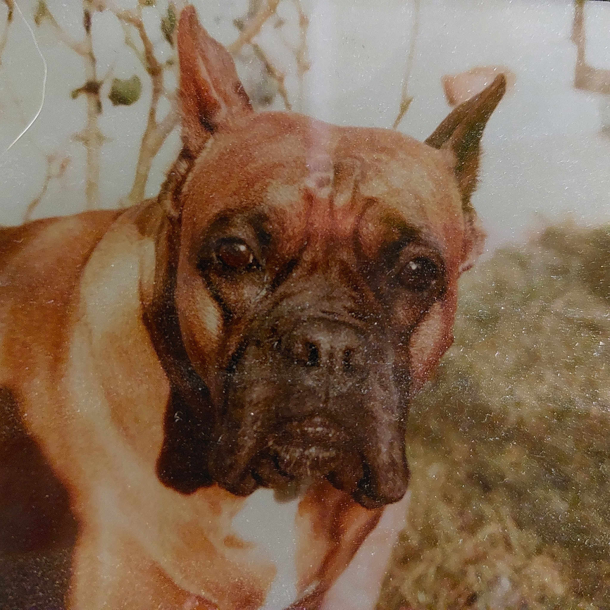 Maya