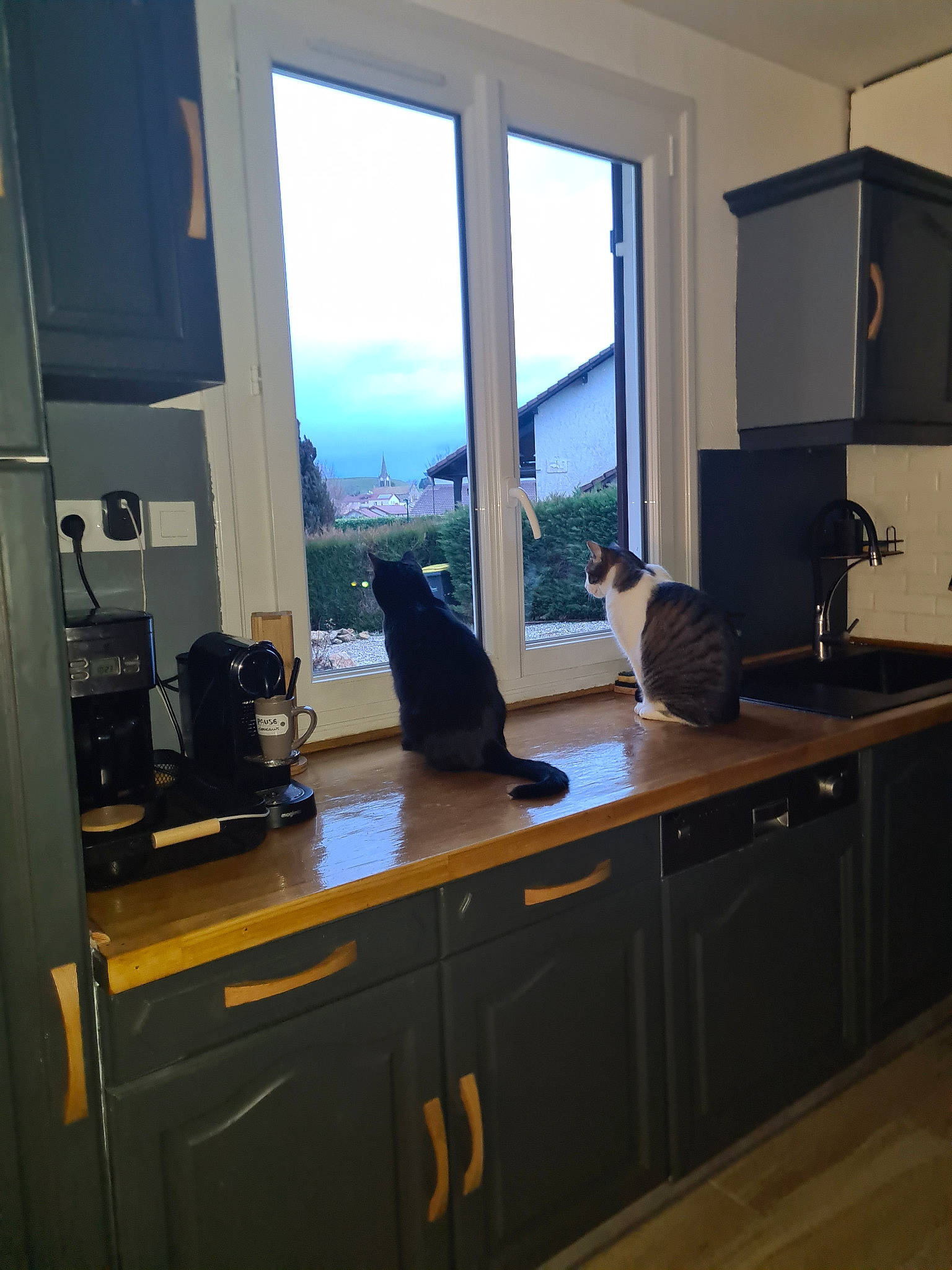 Neo a rejoint le concours — aidez-le/la à gagner de superbes lots ! building, cabinetry, cat, computer_desk, countertop, desktop_computer, display_device, drawer, felidae, fixture, floor, flooring, hardwood, home_appliance, interior_design, kitchen, property, sky, window, wood