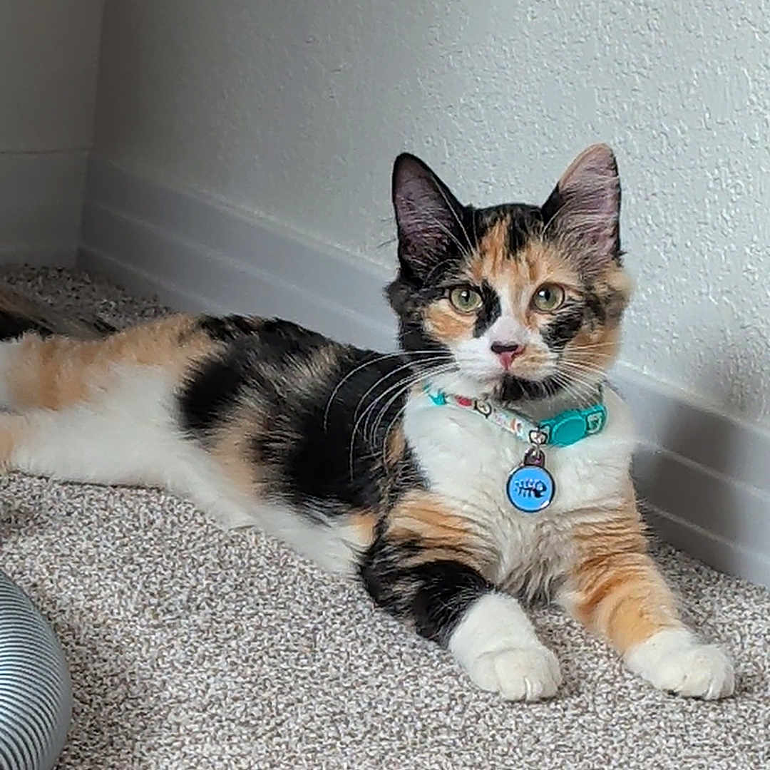 Spooks joined the competition — help win amazing prizes! alert, animal, calico, carpet, cat, collar, cute, domestic, ears, feline, floor, fur, indoor, looking, pet, relaxed, resting, tag, wall, whiskers