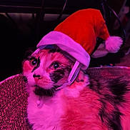 Spooks joined the competition — help win amazing prizes! cat, santa_hat, pet, animal, feline, indoor, purple_lighting, curious, fur, resting, close_up, holiday, christmas, costume, cute, domestic_animal, whiskers, collar, texture, soft