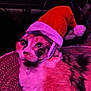 cat, santa_hat, pet, animal, feline, indoor, purple_lighting, curious, fur, resting, close_up, holiday, christmas, costume, cute, domestic_animal, whiskers, collar, texture, soft