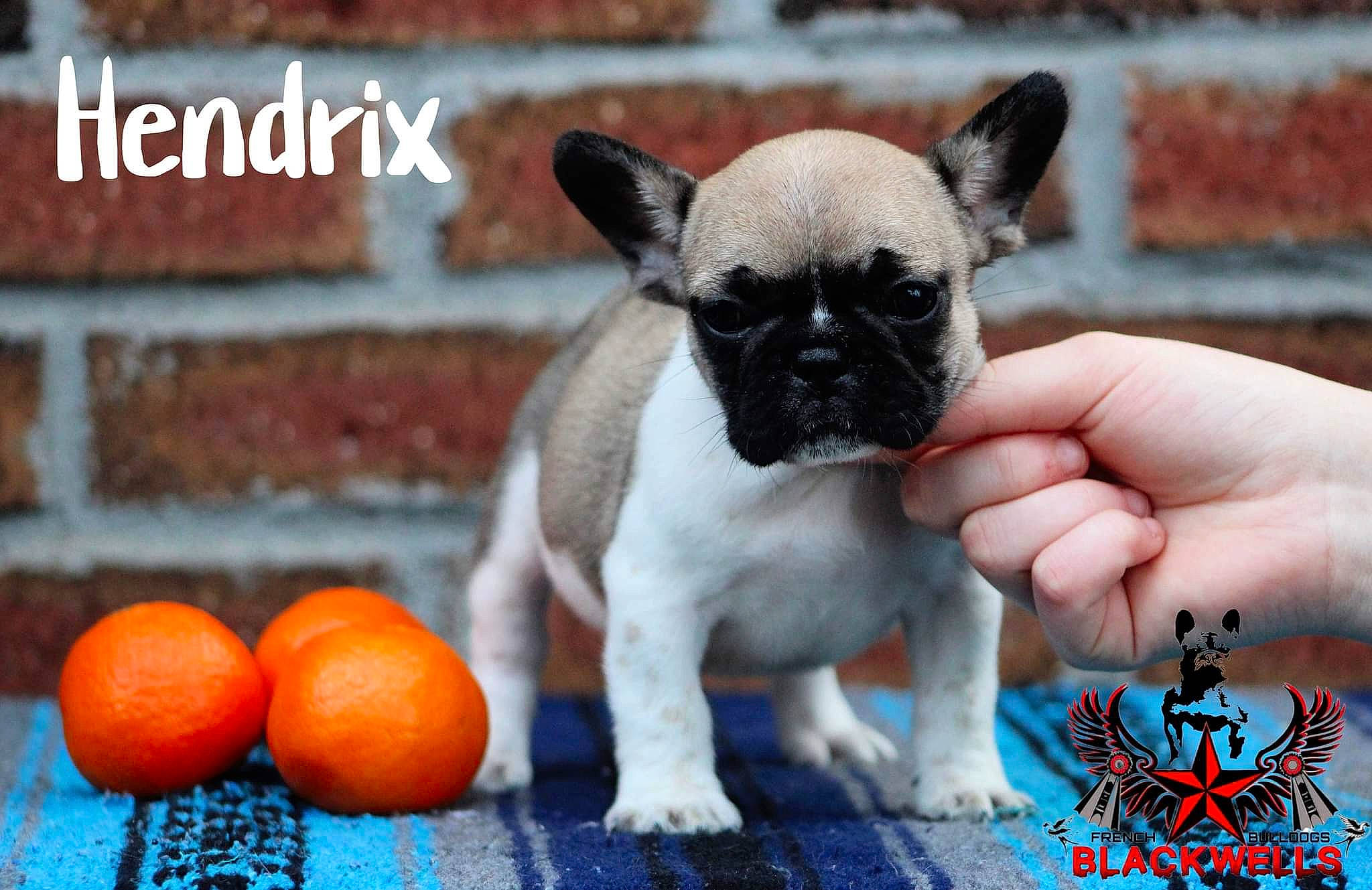 Gimli joined the competition — help win amazing prizes! bitter_orange, carnivore, citrus, clementine, companion_dog, dog, dog_breed, fawn, grass, green, mandarin_orange, natural_foods, photo_caption, plant, rangpur, snout, tangerine, terrestrial_animal, toy_dog, valencia_orange